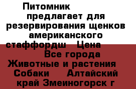 Питомник KURAT GRAD предлагает для резервирования щенков американского стаффордш › Цена ­ 25 000 - Все города Животные и растения » Собаки   . Алтайский край,Змеиногорск г.